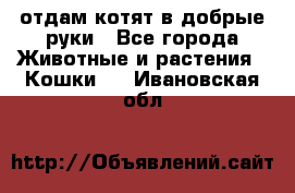 отдам котят в добрые руки - Все города Животные и растения » Кошки   . Ивановская обл.